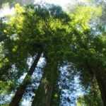 Sequoias and Sequoiadendrons: Planting, Pruning, and Caring for Them