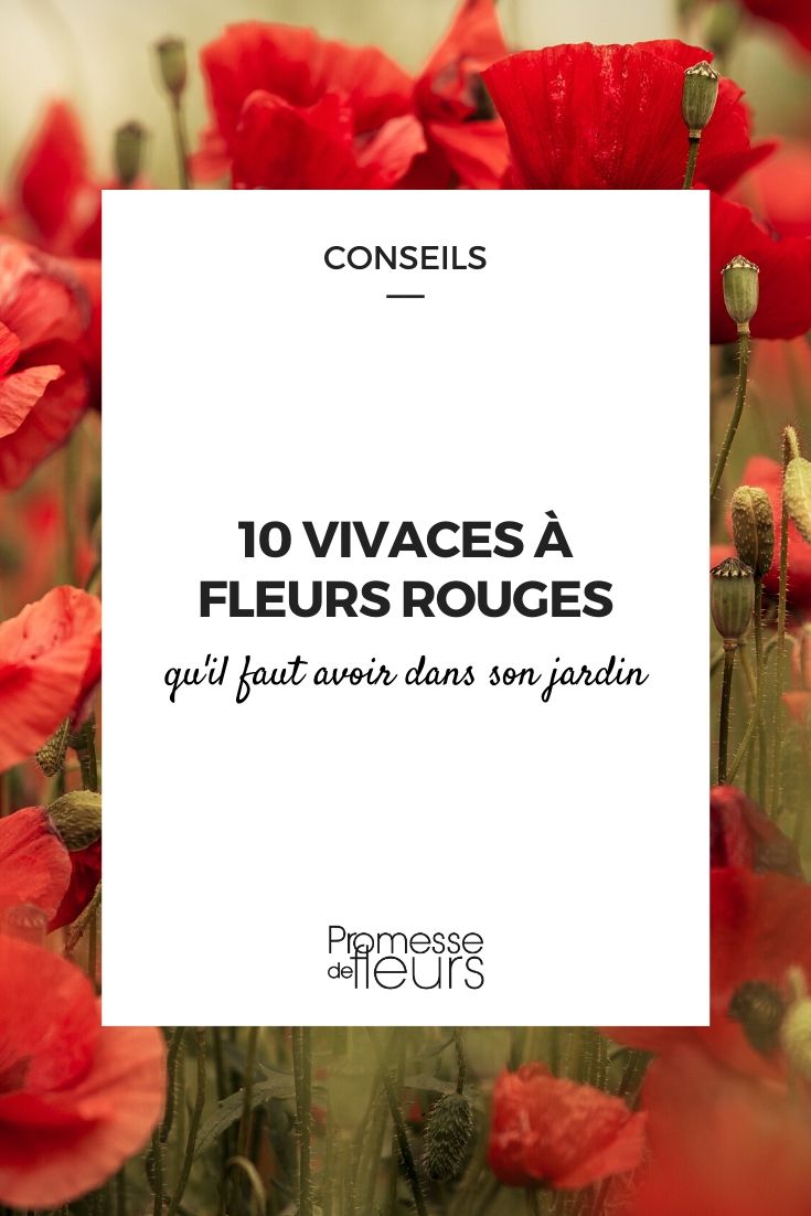Red Flowers: Essential Perennials