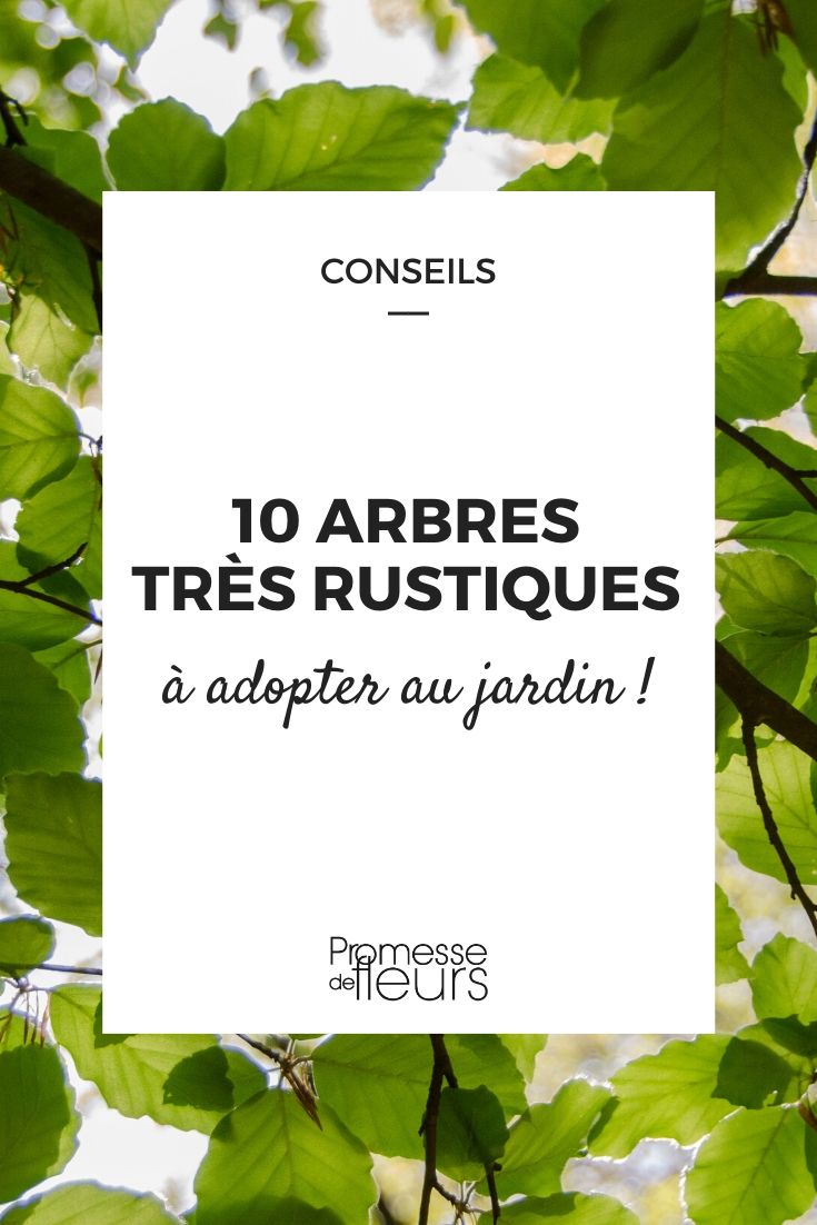 10 Highly Hardy Trees for Every Garden
