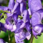 Aconite: 7 ideas for pairing it in the garden