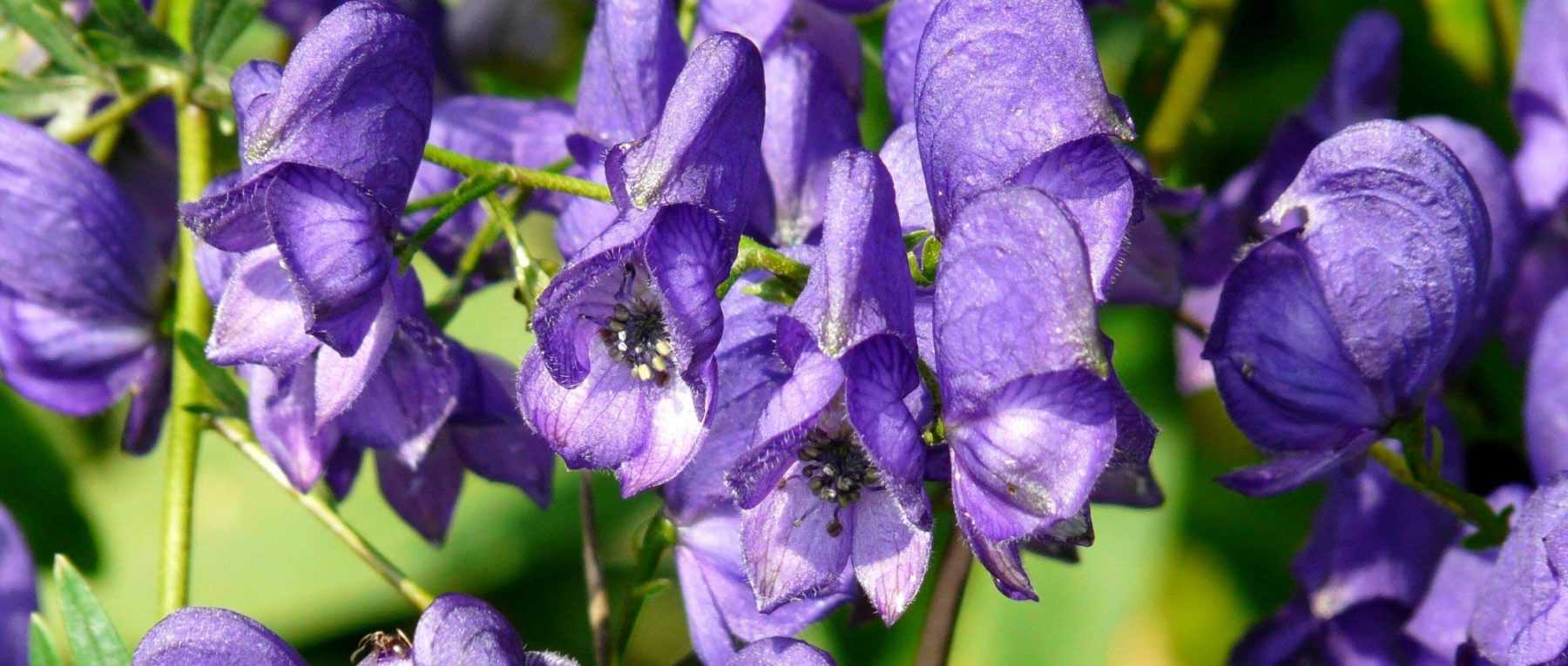 Aconite: 7 ideas for pairing it in the garden