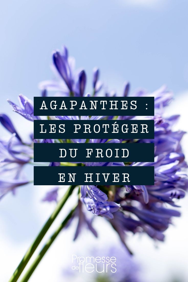 Agapanthus: How to Protect Them from Frost