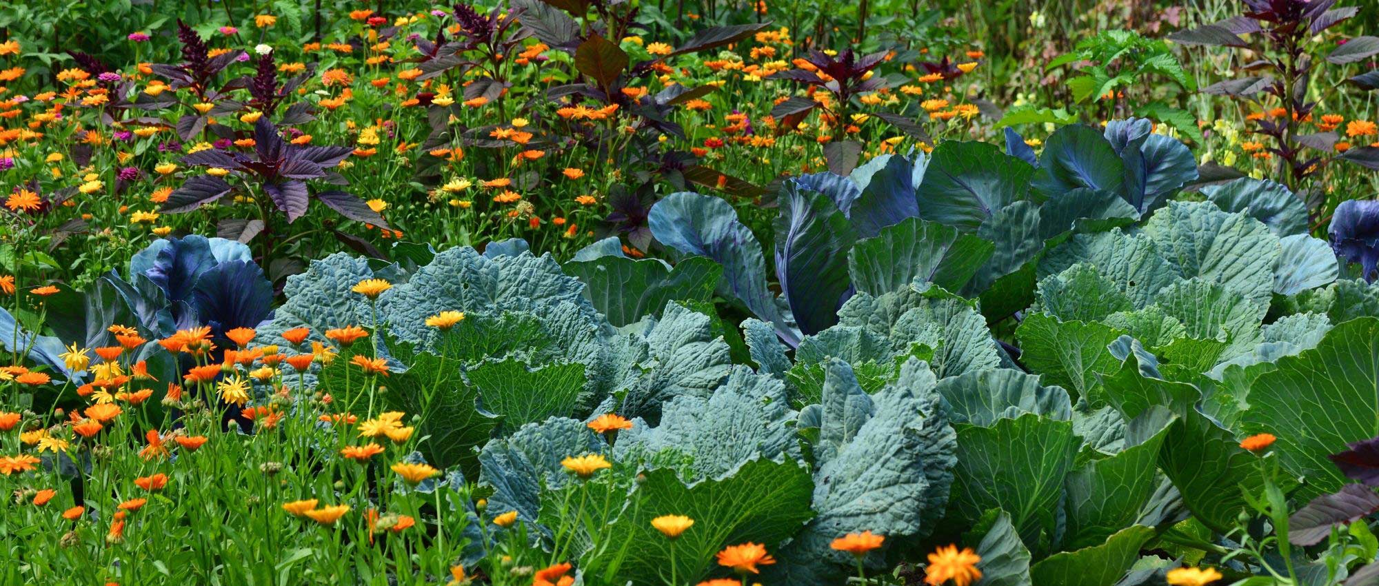 Garden fertiliser: how to choose it?