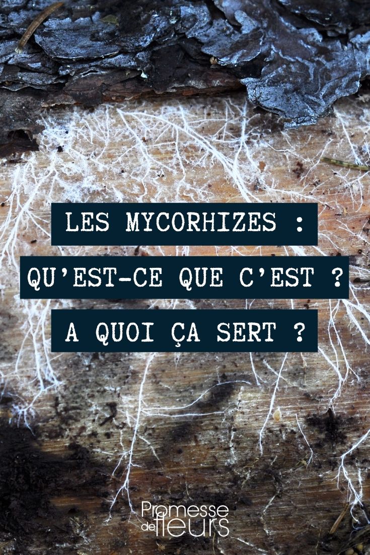 Mycorrhizas in the Garden