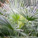 Palm tree: how to protect it in winter?