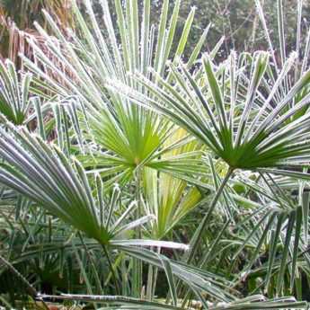Palm tree: how to protect it in winter?