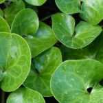 Asarum, Asaret: planting, cultivation, maintenance