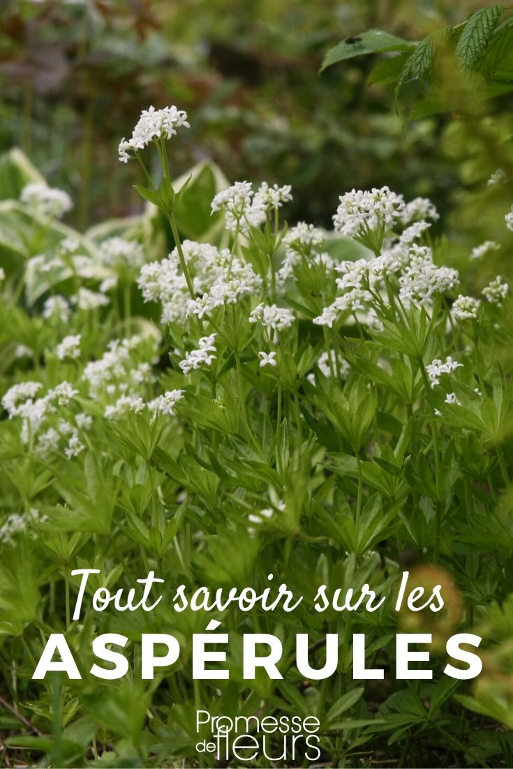 All About Perula Everything You Need to Know About Galium