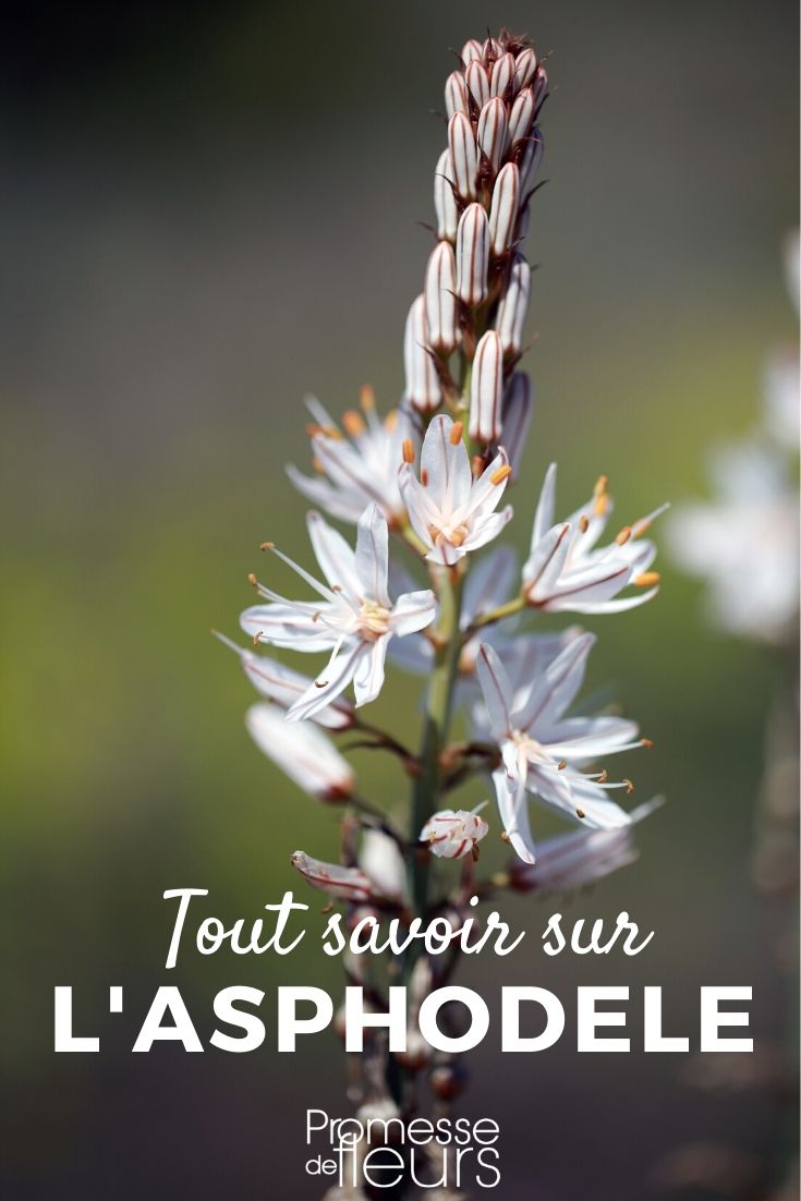 Asphodel: Everything You Need to Know Asphodel: Cultivation Guide