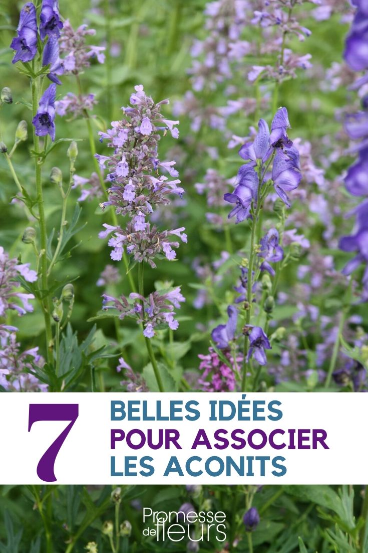 Associate Monkshood Aconitum: Plant Pairing Ideas