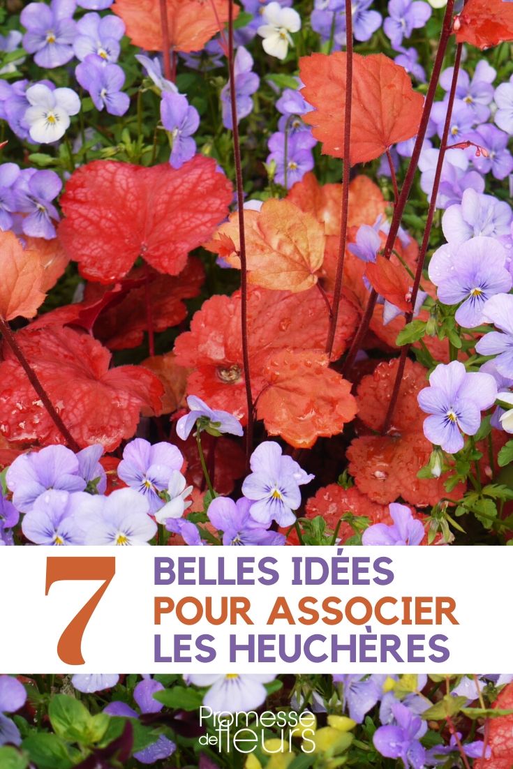 Pairing Heucheras Heuchera: Ideas for Combinations