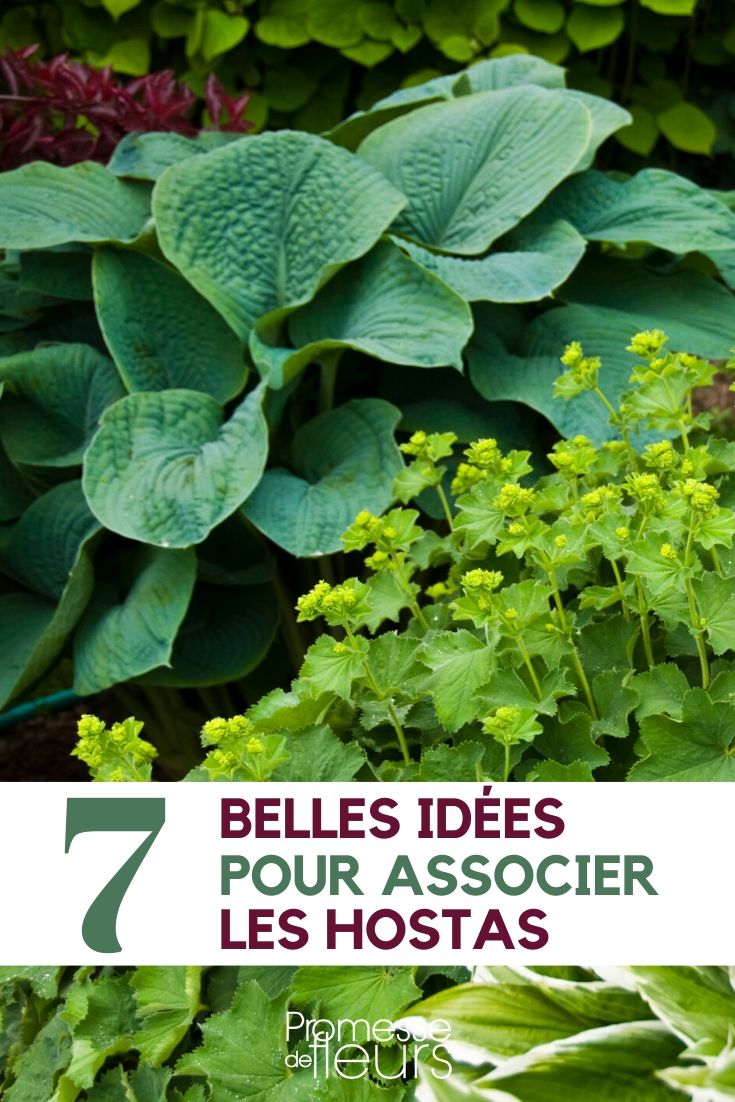 associate hosta Hosta: Plant Pairing Ideas