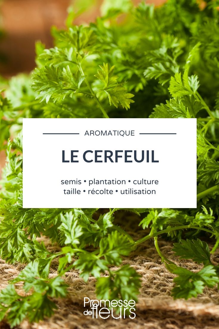 Chervil: Everything You Need to Know Chervil: Everything You Need to Know
Chervil, scientifically known as Anthriscus cerefolium, is a delicate culinary herb, often overlooked but deserving a spot in any kitchen garden. This guide will provide you with all the necessary information to grow, care for, and use chervil in your cooking.
### Growing Chervil
Chervil thrives in light, well-drained soil with a bit of shade. It's ideal for cooler climates and can be sown directly into the ground in early spring. Chervil seeds should be planted about 1 cm deep and spaced approximately 20 cm apart. Keep the soil moist but not waterlogged.
### Caring for Chervil
This herb is relatively low-maintenance. Ensure it receives enough water, especially during dry spells, and feed it with a general-purpose fertilizer once a month. Chervil can be prone to fungal diseases, so good air circulation is crucial.
### Harvesting Chervil
Chervil leaves can be harvested when they are young and tender, usually 6-8 weeks after sowing. Cut the leaves gently to encourage new growth. It's best used fresh as it loses flavour when dried.
### Culinary Uses of Chervil
Chervil is a staple in French cuisine, known for its subtle flavour, reminiscent of mild parsley with a hint of anise. It is perfect for enhancing the taste of chicken, fish, and egg dishes. Chervil is also a key ingredient in the classic French herb mixture, Fines Herbes.
### Conclusion
Chervil is a must-have for any gardener or chef who appreciates the nuances of French cooking. Its cultivation is straightforward, and its delicate flavour can elevate simple dishes to something truly special. Why not add chervil to your garden and see how it transforms your culinary creations?
