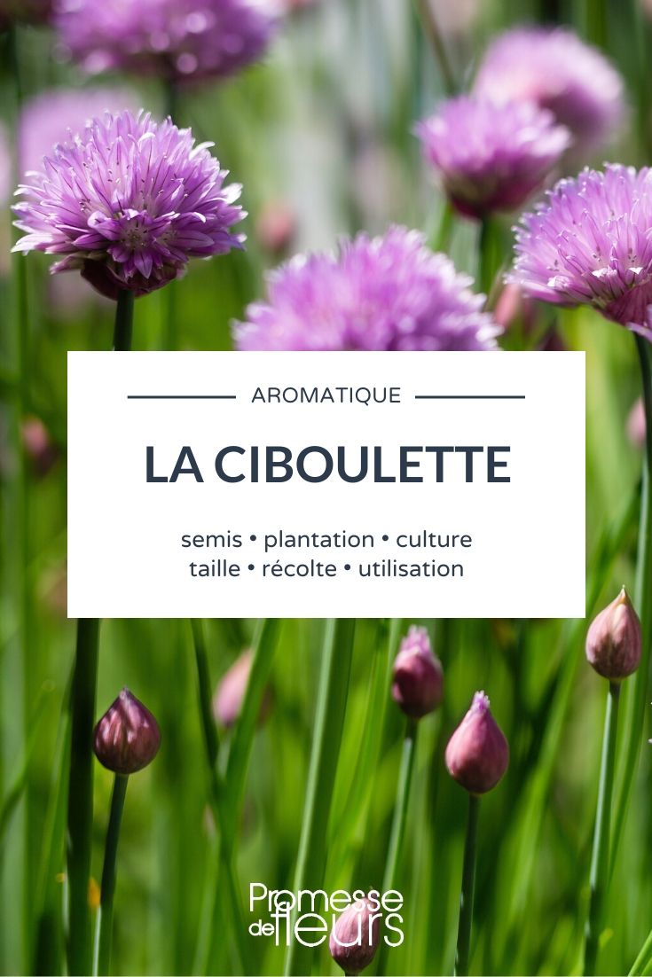 Chives: Everything You Need to Know
Chives, scientifically known as Allium schoenoprasum, are a delightful and easy-to-grow herb that can add a touch of flavour and colour to any garden. In this article, we'll explore everything you need to know about growing chives, from planting to harvesting.
### Planting Chives
Chives thrive in a sunny spot with well-draining soil. They can be grown from seed or by dividing existing clumps in early spring or autumn. When planting chives, ensure the soil is rich in organic matter by adding some compost or well-rotted manure.
### Caring for Chives
Chives are relatively low-maintenance. Water them regularly, especially during dry spells, to keep the soil moist. A monthly feed with a balanced, organic fertiliser will help promote healthy growth. Chives also benefit from being cut back after flowering to encourage fresh, new leaves to form.
### Harvesting Chives
You can start harvesting chives about six weeks after planting when the shoots are at least 15 cm tall. Cut the leaves with scissors, leaving about 5 cm of the base to regrow. Chives are best used fresh but can also be frozen or dried for later use.
### Culinary Uses
Chives have a mild onion flavour and are perfect for adding a subtle zest to dishes. They are commonly used in salads, egg dishes, and sauces. Chives also make a beautiful garnish for soups and potatoes.
### Health Benefits
Chives are not only tasty but also packed with vitamins and minerals. They are a good source of vitamin C, vitamin K, and folic acid, and they have antioxidant properties that can help support overall health.
Growing chives in your garden is a simple way to add both flavour and colour to your culinary creations. Whether you're a seasoned gardener or a beginner, chives are an excellent choice for an easy-to-grow herb that offers multiple benefits. Chives and Welsh Onion: Everything You Need to Know