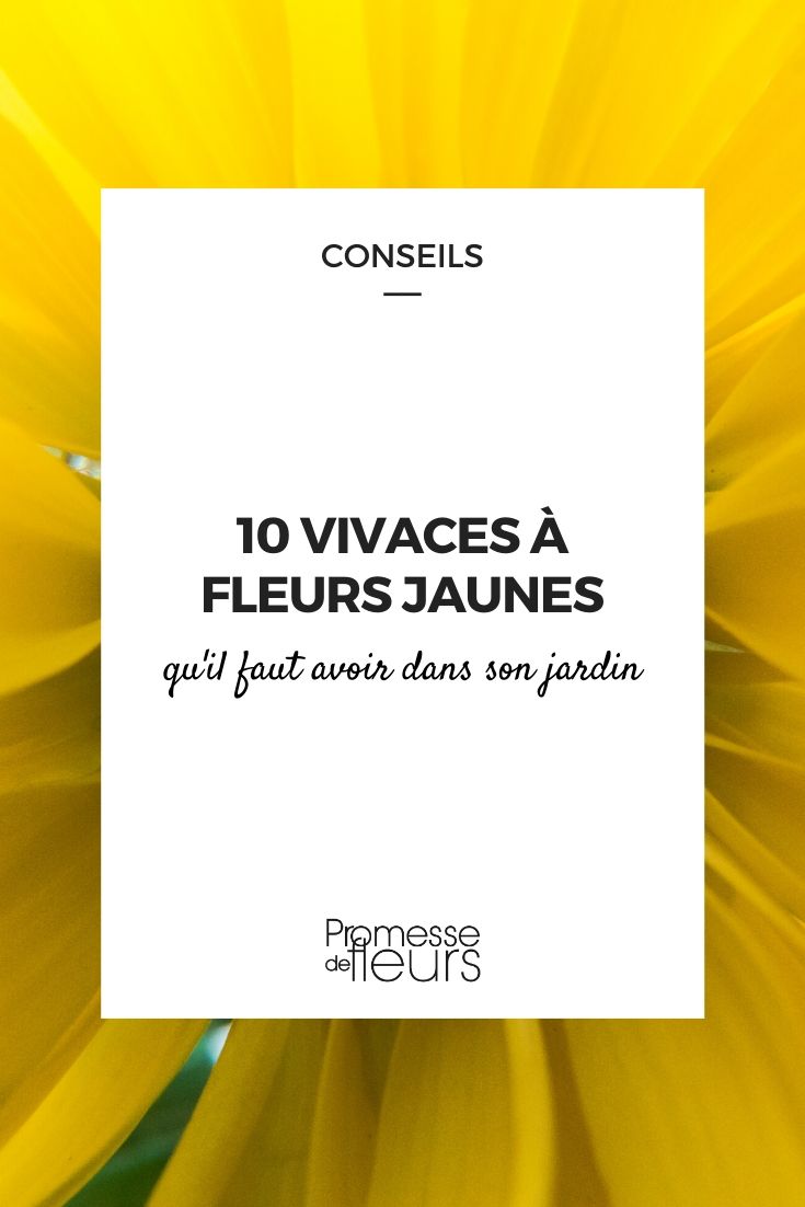 Yellow Flowers: Essential Perennial Plants