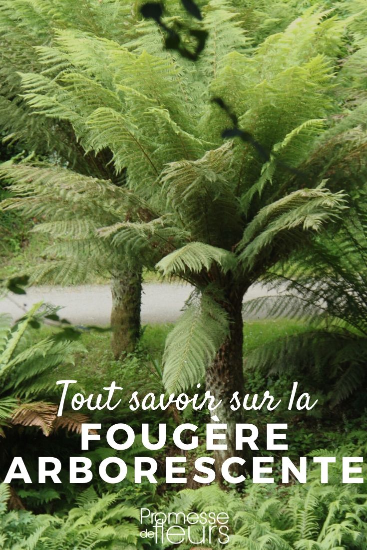 Tree Ferns: Everything You Need to Know Tree Ferns: Everything You Need to Know