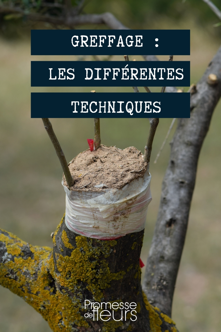 Grafting a Tree: Various Techniques