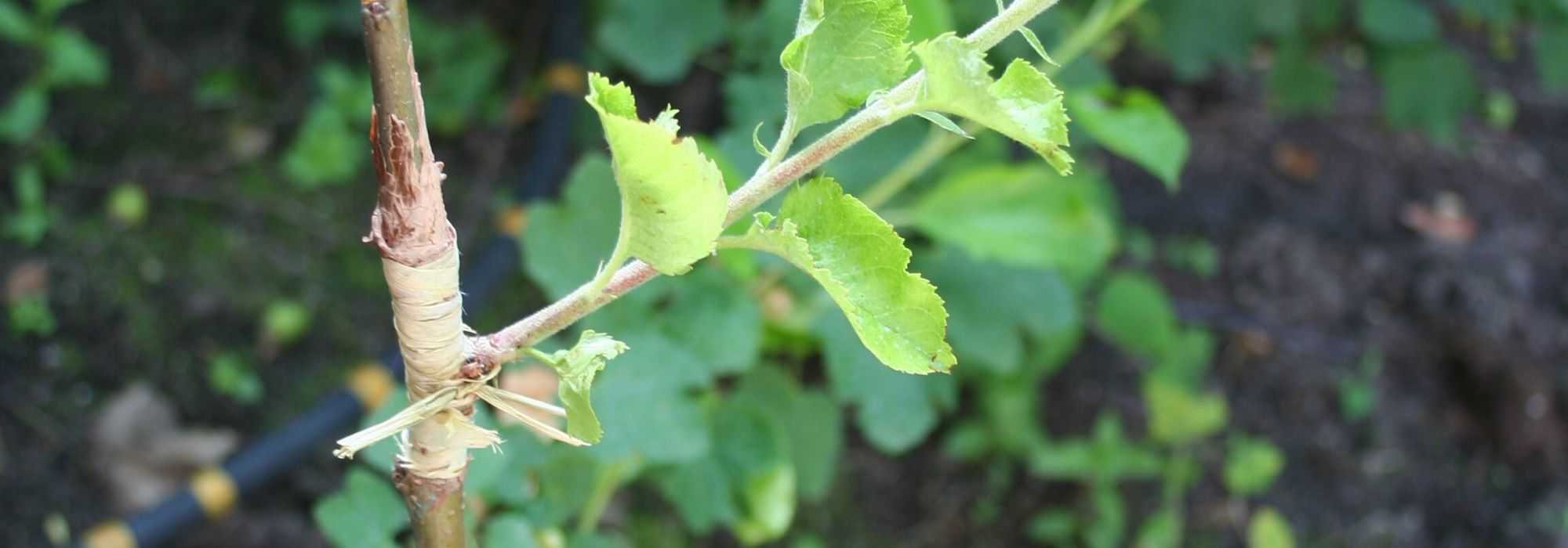 Grafting trees: different techniques