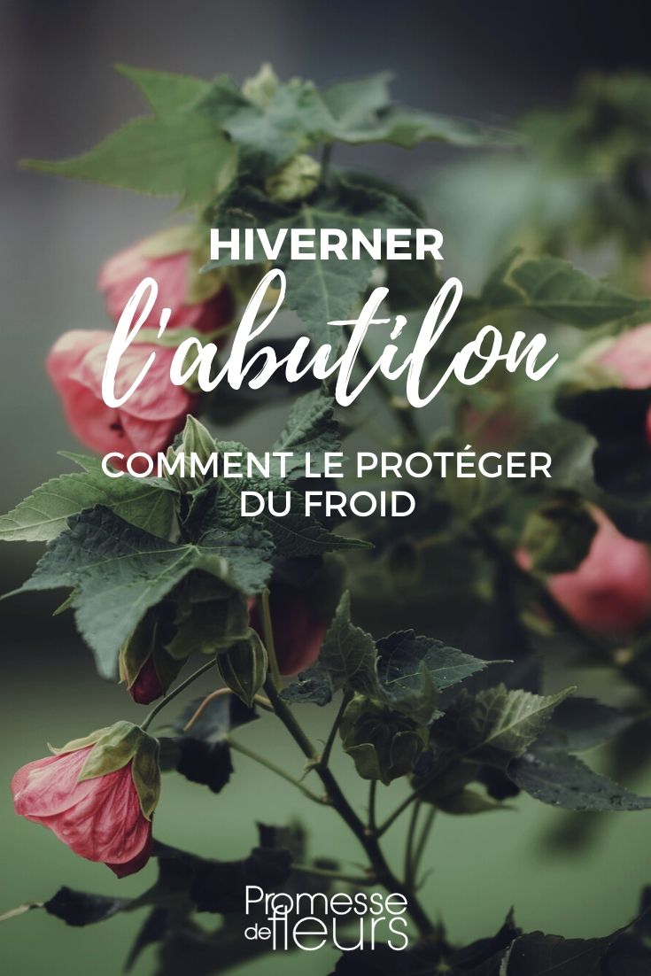 Abutilon: Protecting it from the Cold in Winter