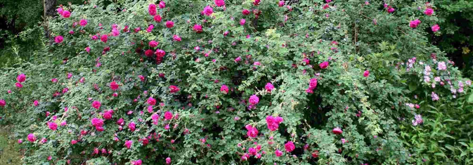 Pruning old garden roses