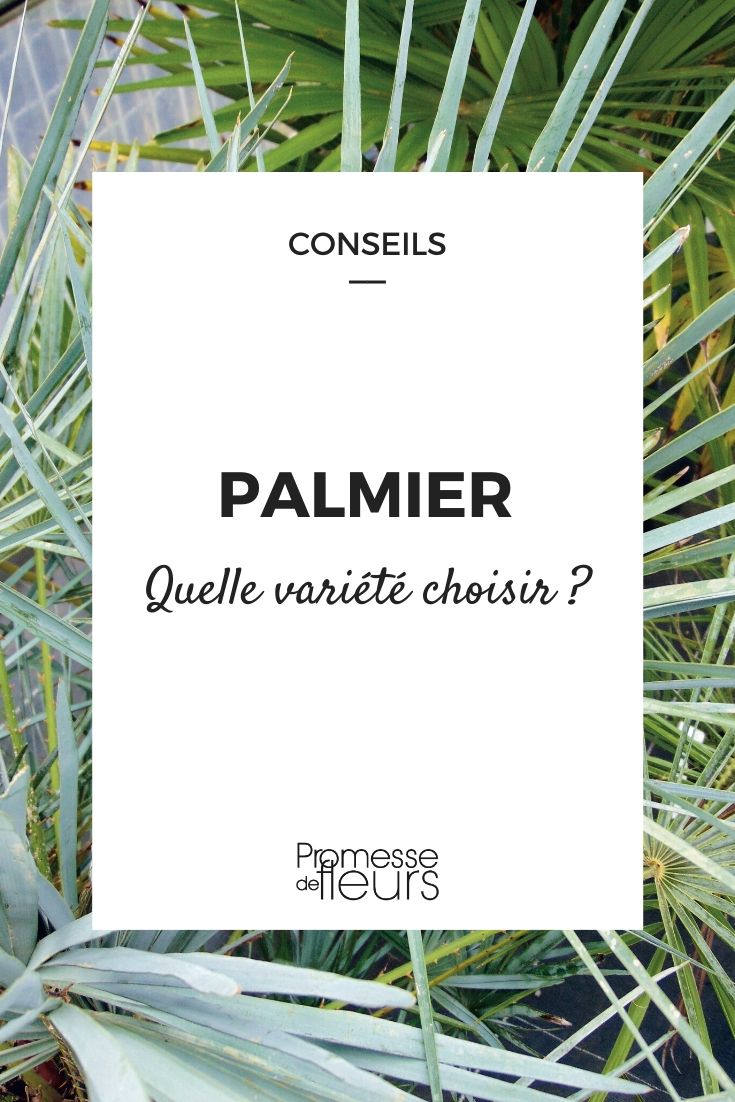 Palm Tree: How to Choose the Right Variety Choosing the Right Palm Tree