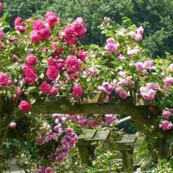 When to carry out pruning of climbing roses and how to do it properly?