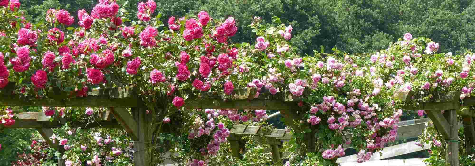 When to carry out pruning of climbing roses and how to do it properly?