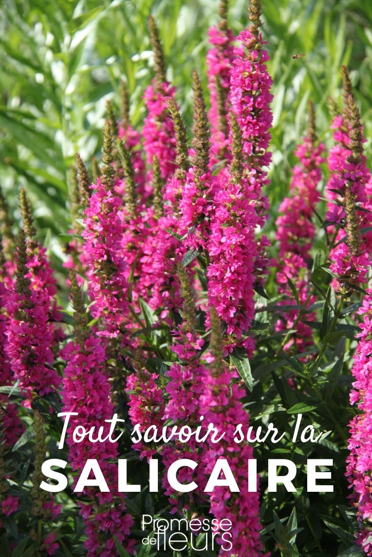 Purple Loosestrife: Everything You Need to Know Lythrum: Everything You Need to Know
Lythrum, commonly known as Loosestrife, is a genus of flowering plants that is highly appreciated in gardens for its vibrant colours and ease of care. In this article, we will delve into everything you need to know about Lythrum, from its botanical characteristics to its cultivation and maintenance.
### Botanical Overview
Lythrum species are herbaceous perennials that belong to the Lythraceae family. These plants are known for their tall, erect growth habit and their ability to thrive in a variety of environments, particularly in moist areas.
### Varieties and Their Characteristics
There are several species of Lythrum that are popular among gardeners, including Lythrum salicaria, commonly known as Purple Loosestrife, and Lythrum virgatum, known as European Wand Loosestrife. These species can vary in height, flower colour, and blooming period, providing options for different garden settings and styles.
### Planting and Growing Conditions
Lythrum plants prefer full sun to partial shade and flourish in moist, well-drained soil. They are particularly suited for planting in wetlands, alongside ponds, or in bog gardens where their roots can access plenty of moisture.
### Care and Maintenance
Caring for Lythrum is relatively straightforward. These plants need regular watering, especially during dry spells, to keep the soil consistently moist. They benefit from a layer of mulch to help retain soil moisture and suppress weeds. Pruning is not typically necessary, but deadheading the spent flowers can promote further blooming.
### Environmental Considerations
While Lythrum is a beautiful addition to any garden, it is important to be aware of its invasive potential, particularly with species like Lythrum salicaria. It is advisable to check local regulations and consider non-invasive alternatives or control measures to prevent it from spreading uncontrollably.
### Conclusion
Lythrum offers a splendid display of flowers and can be a valuable plant for adding colour and vibrancy to moist garden areas. With proper care and consideration of its environmental impact, Lythrum can be enjoyed without adverse effects on local ecosystems.
For more detailed information on specific Lythrum species or advice on suitable planting strategies, feel free to explore further articles on our blog or contact our gardening experts. Happy gardening!