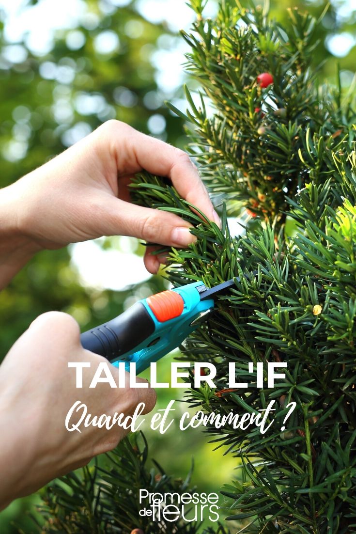 Pruning the Yew Pruning the Yew (Taxus)