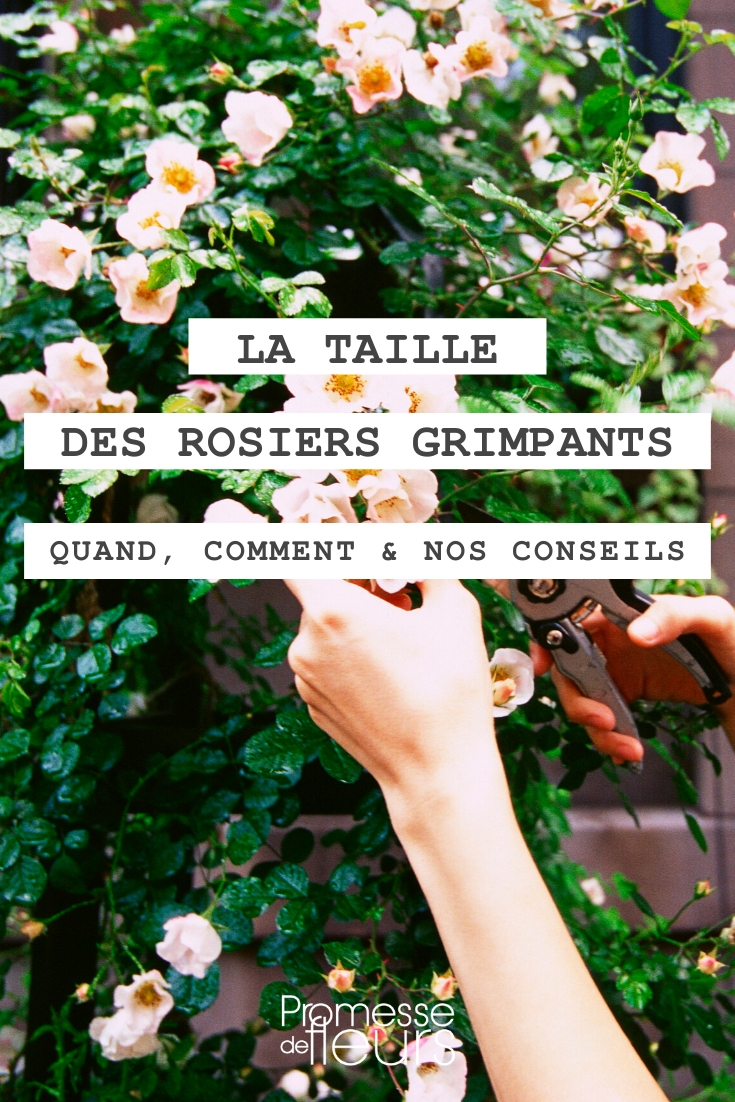 Climbing Rose: Pruning