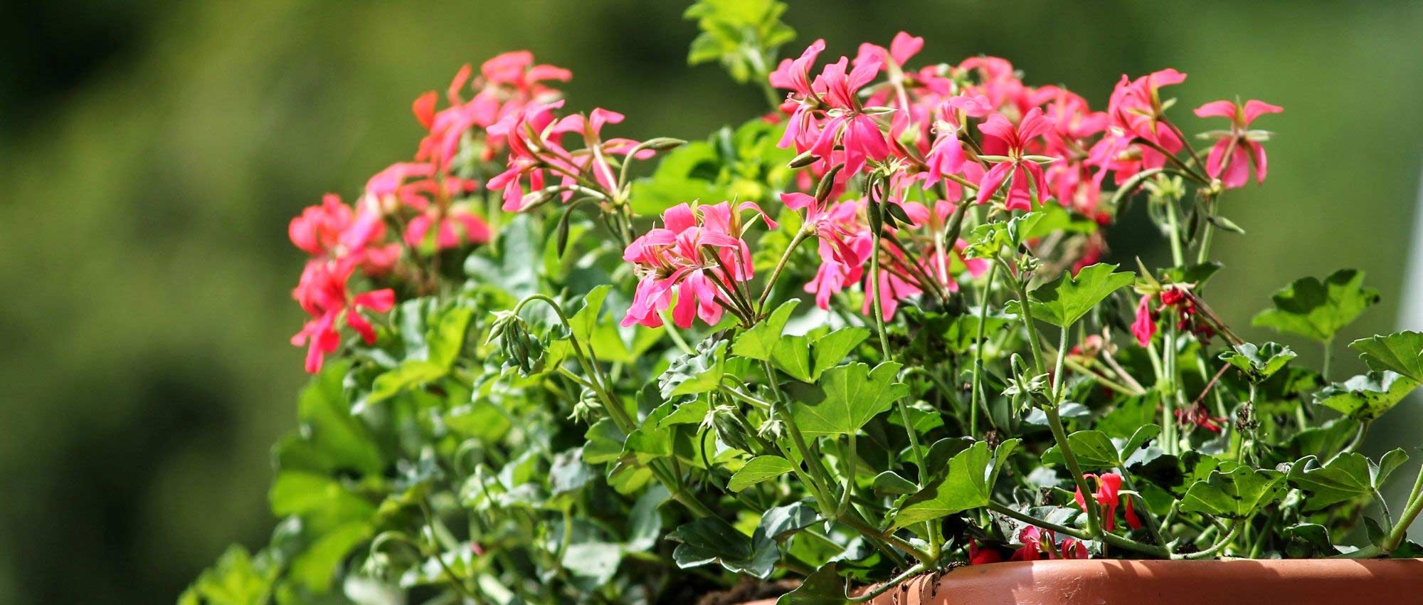 Fertiliser for planters and pots: which to choose?