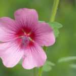 Anisodontea: planting, care, pruning