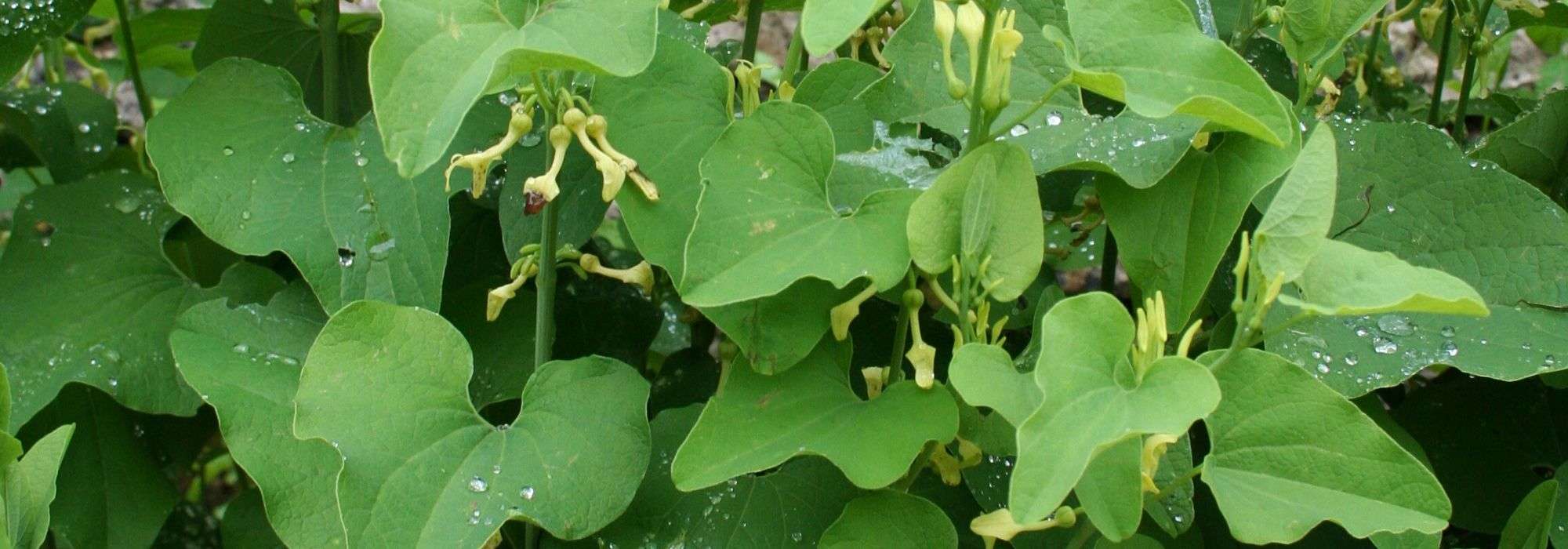 Dutchman's pipe: planting, growing