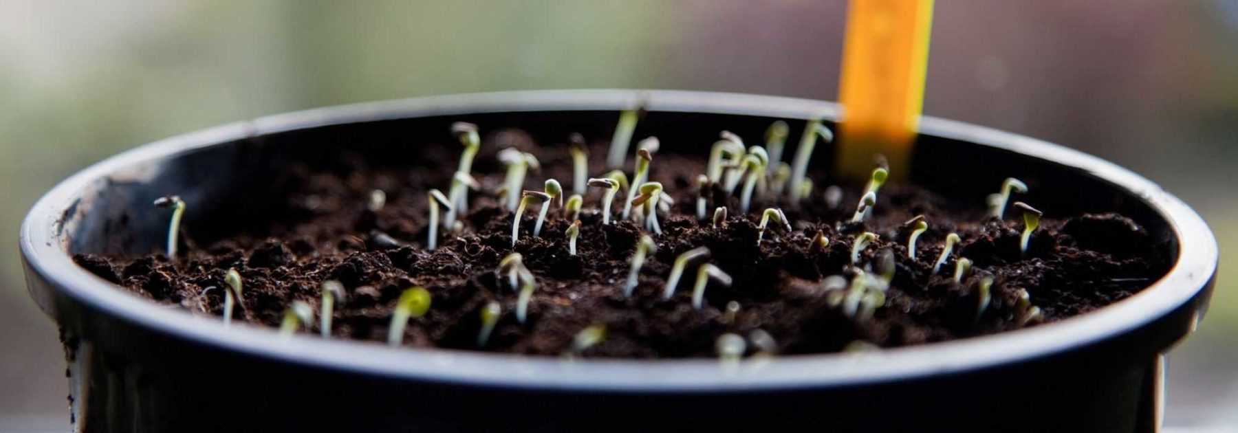 Vegetable garden calendar - January