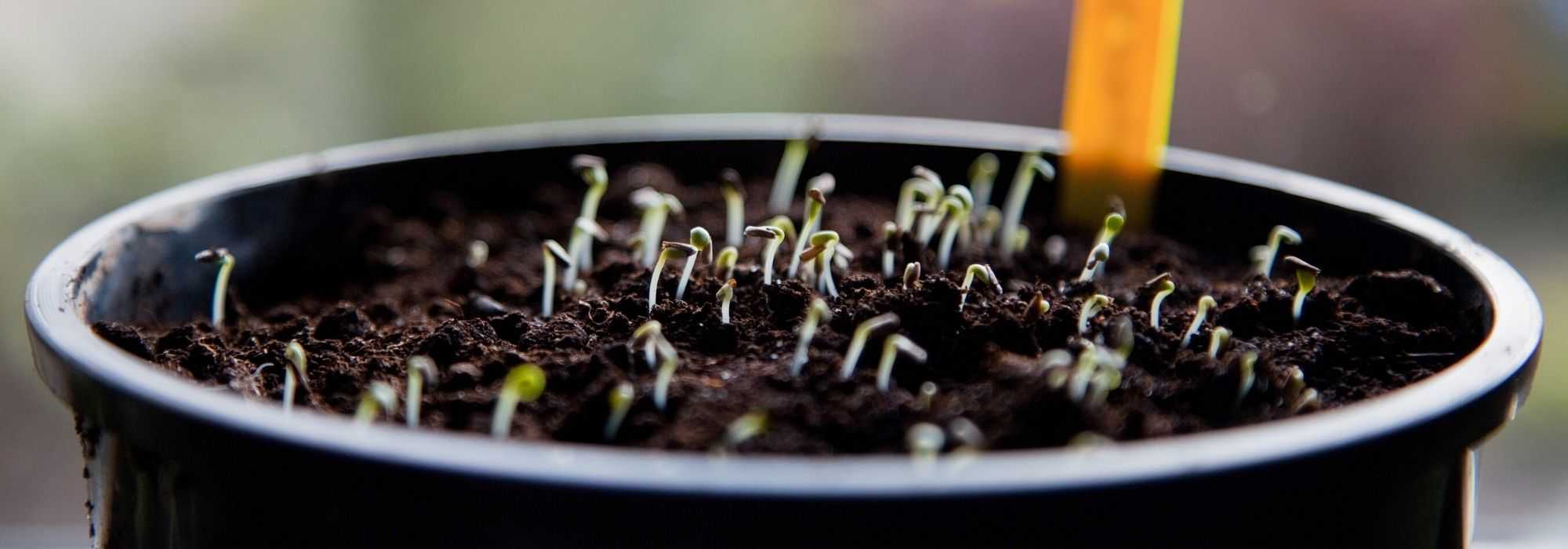 Vegetable garden calendar - January