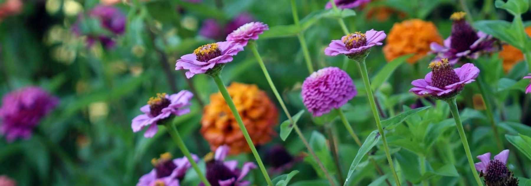 Create a summer planter: 7 ideas
