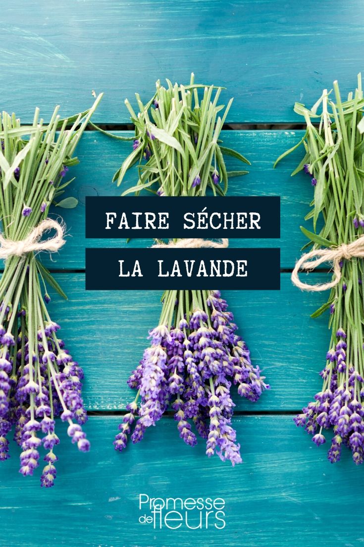 Drying Lavender