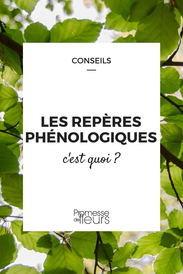 What are Phenological Markers?
