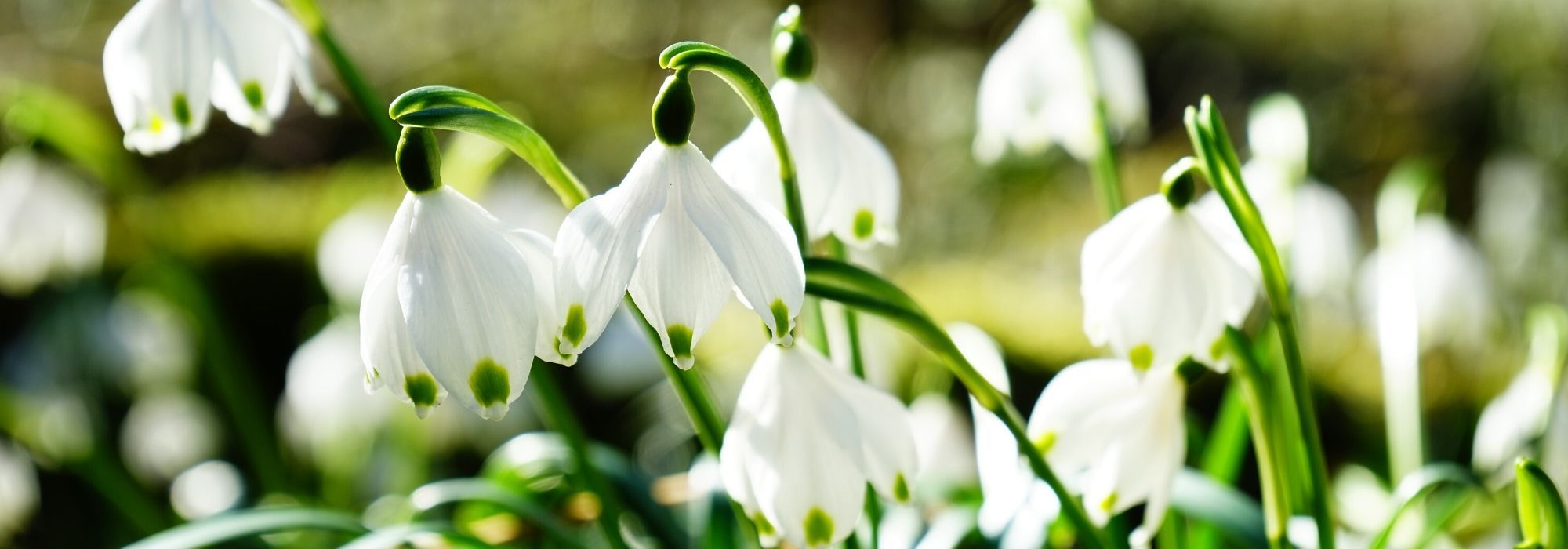 Snowdrop, Leucojum: planting, cultivation, maintenance