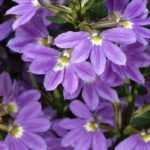 Scaevola: to plant, to grow