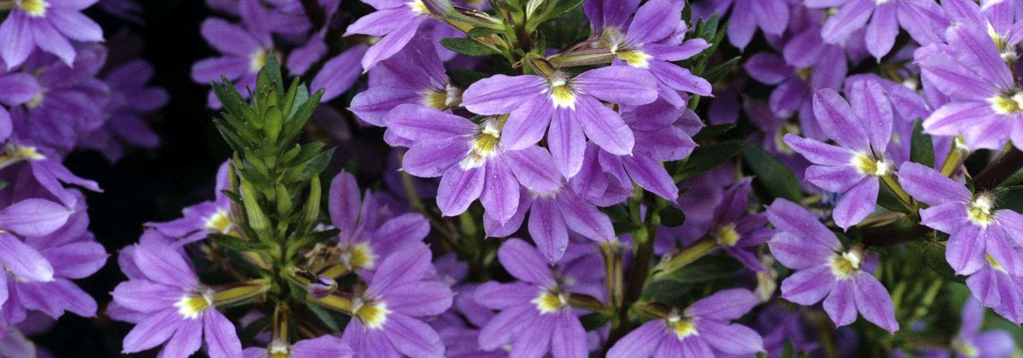 Scaevola: to plant, to grow