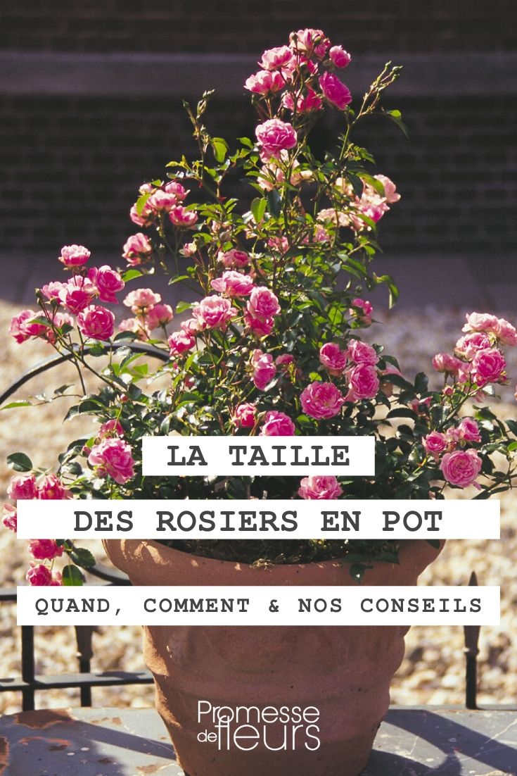 Pruning Roses and Pot1 When and How to Prune a Potted Rose Bush