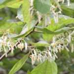 Alangium platanifolium, chinense: planting, cultivation