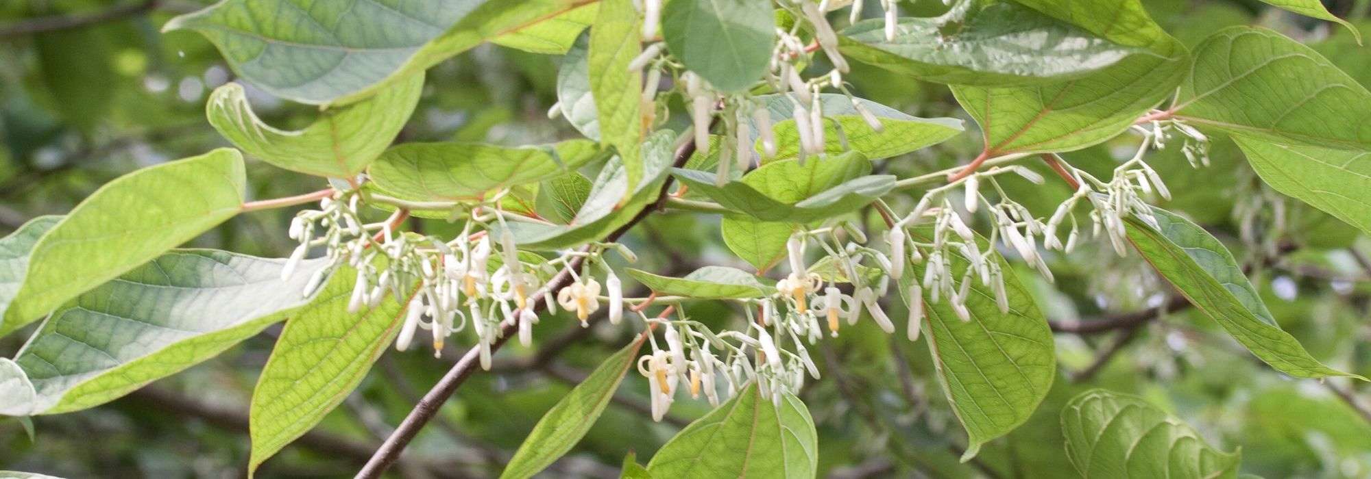 Alangium platanifolium, chinense: planting, cultivation