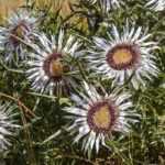 Carline: to plant, to grow