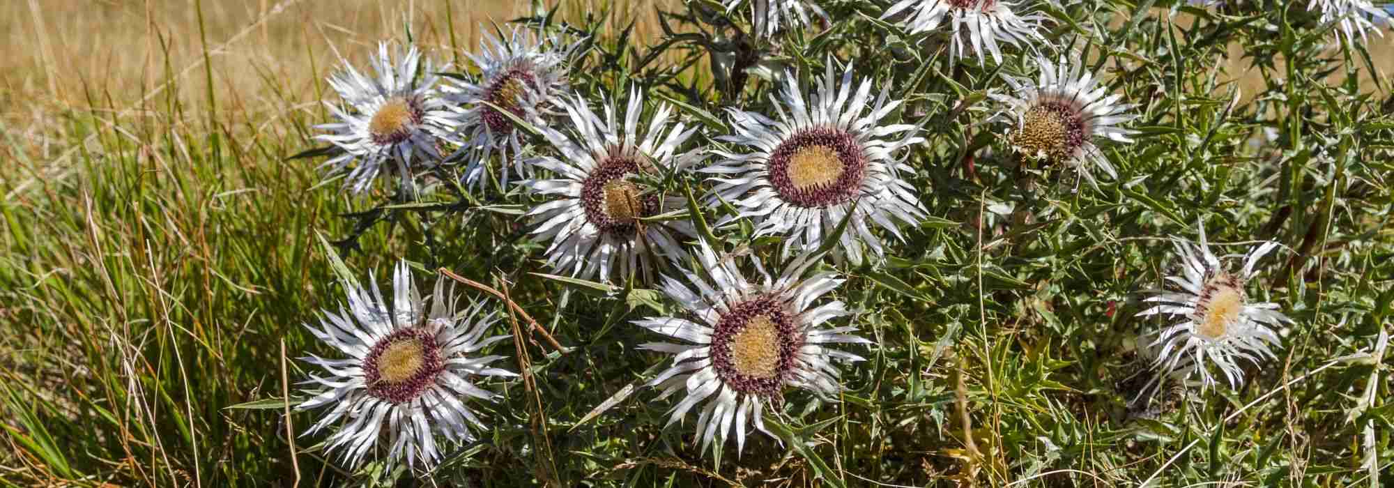Carline: to plant, to grow