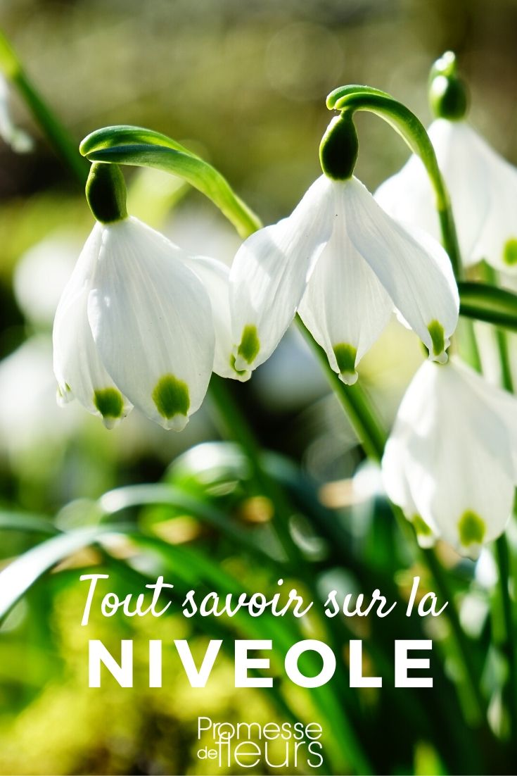 Snowdrop: Everything You Need to Know
The delicate and charming Galanthus, commonly known as the snowdrop, is one of the first flowers to bloom as winter wanes. If you're keen to add this herald of spring to your garden, here's everything you need to know.
**Planting Snowdrops**
Snowdrops thrive in dappled shade and well-drained soil, making them perfect for woodland gardens or under deciduous trees. Plant the bulbs in autumn, setting them about 3 inches deep and a few inches apart. For a natural look, scatter the bulbs and plant them where they fall.
**Caring for Snowdrops**
Snowdrops are remarkably low-maintenance. They require moist soil during the growing season but can tolerate dry conditions during dormancy. After blooming, allow the leaves to remain until they yellow and wither; this helps the bulbs gather energy for the next year's flowers.
**Propagation**
Snowdrops can be propagated by dividing clumps just after the leaves wither. This is typically done every three to five years to prevent overcrowding and to keep the plants vigorous.
**Common Varieties**
There are several varieties of snowdrops that vary slightly in size and blooming time. Some popular ones include:
- *Galanthus nivalis*: The common snowdrop, which blooms early and features a single, drooping white flower.
- *Galanthus elwesii*: Known for its larger flowers and robust nature.
- *Galanthus plicatus*: Distinguished by its broad, folded leaves.
**Pests and Problems**
Snowdrops are generally resistant to pests and diseases. However, they can be susceptible to gray mold in overly wet conditions. Ensuring good drainage and air circulation can help prevent such issues.
**In Conclusion**
Snowdrops are a wonderful addition to any garden, offering a glimpse of spring even in the last days of winter. With minimal care, these hardy little flowers can thrive and multiply, bringing joy year after year.
For more detailed information on specific varieties or advanced care techniques, feel free to explore further articles on our blog or contact our gardening experts. Happy gardening! Leucojum: Everything You Need to Know
The Leucojum, commonly known as the snowflake, is a charming bulbous plant that graces many gardens with its delicate, bell-shaped white flowers. In this article, we'll delve into everything you need to know about this delightful plant, from its botanical characteristics to planting tips and care advice.
### Botanical Overview
Leucojum belongs to the Amaryllidaceae family and is closely related to the well-known daffodil. Its species, such as Leucojum aestivum and Leucojum vernum, are appreciated for their aesthetic appeal and ease of care. The plant features glossy, dark green leaves and produces drooping flowers, each petal marked distinctly with a green or yellow spot.
### Planting Leucojum
Leucojum bulbs should be planted in autumn to ensure they bloom beautifully in the following spring. Choose a location that receives partial shade, as full sunlight can be too intense for the snowflake. The soil should be well-draining and rich in organic matter. Plant the bulbs about 10 cm deep and space them approximately 10-15 cm apart.
### Care and Maintenance
Snowflakes are relatively low-maintenance. They require moderate watering, especially during dry spells in the growing season. However, it's crucial to avoid waterlogging as this can lead to bulb rot. A layer of mulch can be beneficial to maintain soil moisture and temperature.
Fertilising is not usually necessary, but a light application of a balanced, slow-release fertiliser in early spring can promote healthier blooms. After flowering, allow the leaves to die back naturally. This process helps the plant to store energy in the bulb for the next flowering season.
### Common Issues
Leucojum plants are generally robust and resistant to most pests and diseases. However, they can occasionally suffer from bulb rot if the soil is too wet. It's also important to keep an eye out for slugs and snails, which can damage the leaves and flowers.
### Conclusion
The Leucojum is an excellent choice for gardeners looking for a low-maintenance plant that offers seasonal beauty. Whether planted in borders, under trees, or in naturalised grass areas, snowflakes can add a touch of elegance to any garden setting. With the right care, these plants will thrive and multiply, offering a delightful display year after year.