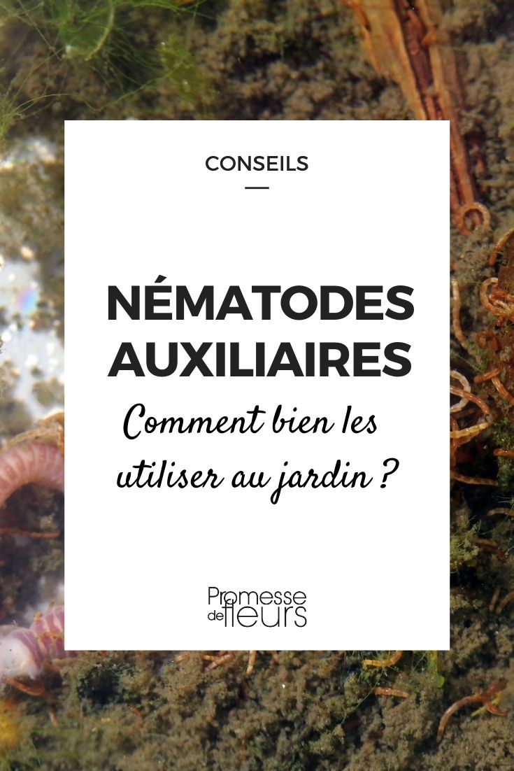 beneficial nematodes Beneficial Nematodes: How to Use Them Effectively in the Garden? Our Advice