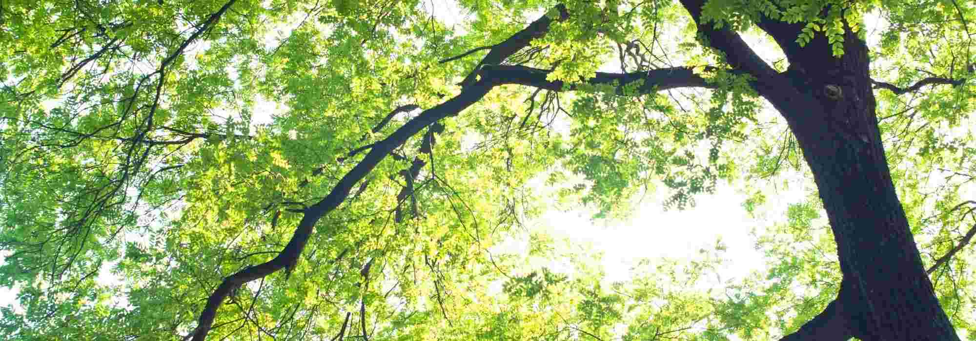 10 very hardy, frost-resistant trees