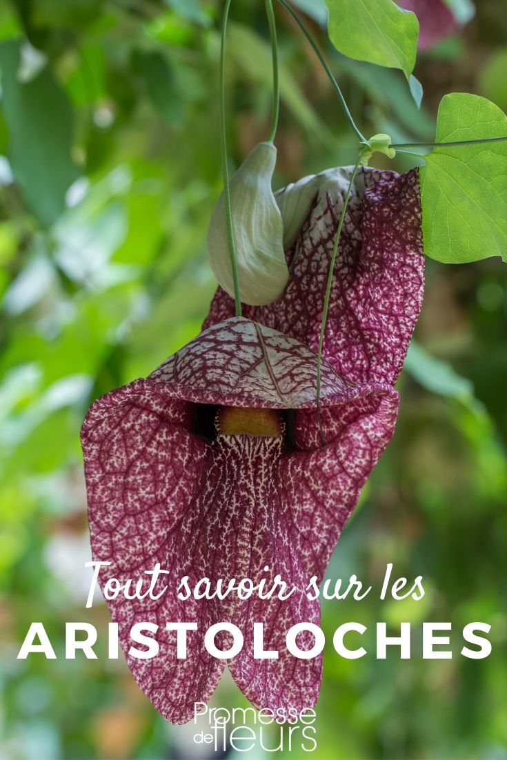 Aristolochia: Everything You Need to Know
Aristolochia, commonly known as birthwort, is a fascinating genus of plants that boasts a unique appearance and an intriguing ecological role. In this article, we'll delve into everything you need to know about these remarkable plants, from their distinctive features to their cultivation and care.
### Characteristics of Aristolochia
Aristolochia species are known for their peculiar, often pipe-shaped flowers, which serve a special purpose in nature. These flowers emit a scent that attracts insects, which are then trapped inside the flower long enough for pollination to occur. After pollination, the flowers release the insects to continue their lifecycle.
### Growing Aristolochia
Growing Aristolochia can be a rewarding experience for any plant enthusiast. Here are some tips to help you cultivate these plants successfully:
- **Light Requirements**: Aristolochia plants thrive in partial shade but can also adapt to full sun if they are kept well-watered.
- **Soil Conditions**: They prefer moist, well-drained soil rich in organic matter. A pH that is slightly acidic to neutral is ideal.
- **Watering**: Regular watering is crucial, especially during dry spells. However, it's important to avoid waterlogging the soil.
- **Pruning**: Pruning is not generally necessary, but you can trim back any unruly growth to maintain the plant’s shape and health.
### Common Varieties
There are several popular species of Aristolochia that you might consider adding to your garden:
- **Aristolochia macrophylla**: Known as the pipevine, this species is admired for its large, heart-shaped leaves and is often used as a climbing vine.
- **Aristolochia elegans**: With its stunning, intricate flowers, this variety is a favorite among gardeners looking to add a touch of the exotic to their plant collections.
### Potential Uses and Benefits
Beyond their ornamental value, Aristolochia plants have been used in traditional medicine, though it's important to note that they should be used with caution due to their potent properties.
### Conclusion
Whether you're drawn to their unique aesthetic or their ecological role, Aristolochia plants make a captivating addition to any garden. With the right care, these plants can thrive and bring a sense of wonder and intrigue to your outdoor space. Everything You Need to Know About Dutchman's Pipe